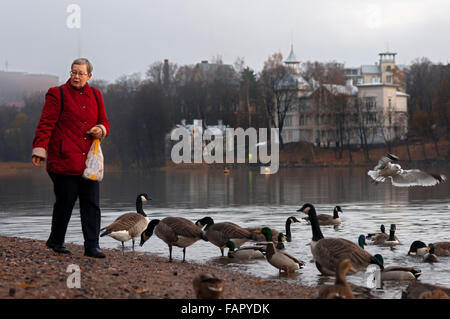 Schwäne, Töölönlahti Bucht, zentral-Helsinki, Finnland, Europa. Der Park rund um Töölönlahti Bucht beginnt im Herzen von Helsinki. Wint Stockfoto