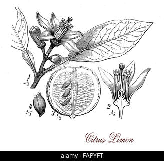 Vintage Print beschreibt Zitrone Baum botanischen Morphologie: Blätter, Blüten und saure und saftigen Früchten voll von Zitronensäure Stockfoto