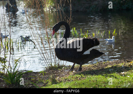 Schwarze Schwäne mit Rüschen gewellten Flügel Federn am Regents Park, London, UK Stockfoto