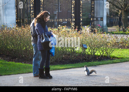 Grauhörnchen betteln Passanten für Essen im Regents Park, London, UK Stockfoto