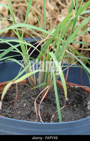 Zitronengras oder auch bekannt als Cymbopogon wächst in einem Topf Stockfoto