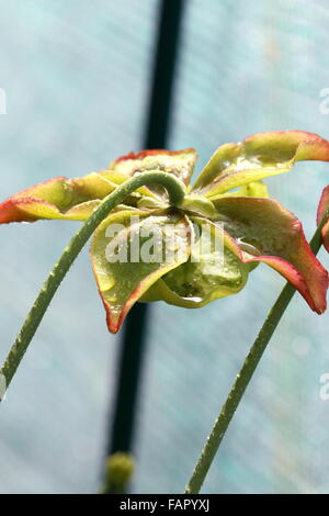 Nahaufnahme von Canivorous gelbe Kannenpflanzen Blumen Stockfoto