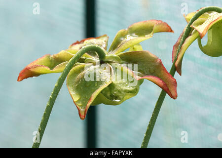 Nahaufnahme von Canivorous gelbe Kannenpflanzen Blumen Stockfoto