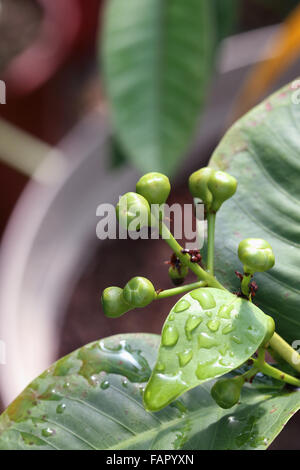 Syzgium Samarangense oder bekannt als Wachs Jambu Blütenknospen Stockfoto