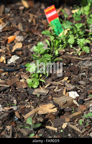 Koriander Kräuter im Garten wächst Stockfoto