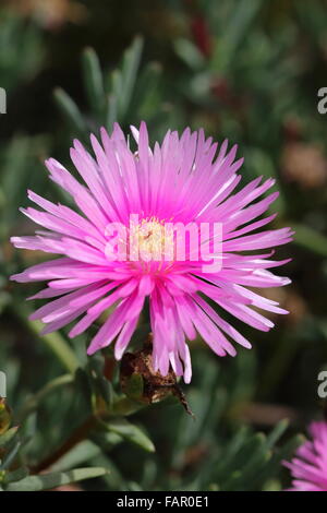 Nahaufnahme von Hot Pink oder rot Lampranthus Livingstone Gänseblümchen in voller Blüte Stockfoto