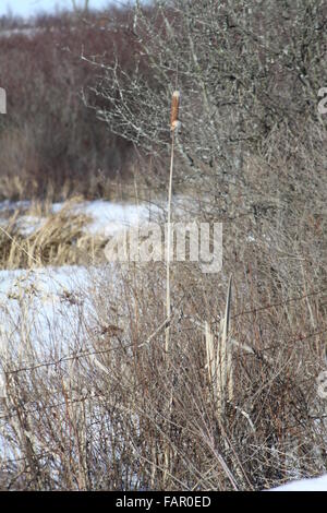 Rohrkolben, wächst in einem Schnee gefüllt Sumpfgebiet. Stockfoto