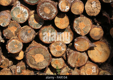 Frisch geschnittenen Kiefer meldet sich im Wald im freien Stockfoto