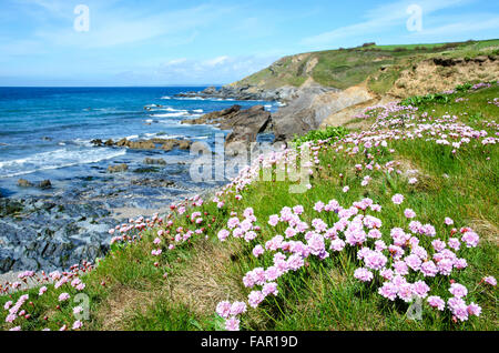 Dollar-Bucht bei Gunwalloe in Cornwall, England, UK Stockfoto