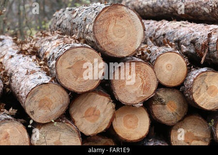 Schuss von frisch geschnittenem Brennholz meldet sich in einem Stapel Stockfoto