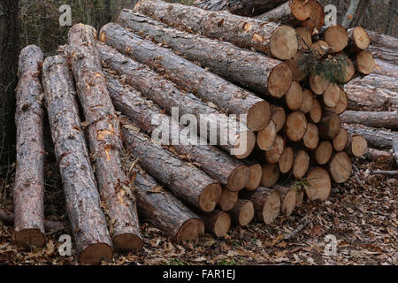 Holz, die Protokollierung im herbstlichen Wald ohne Menschen Stockfoto