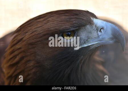 Steinadler (Aquila Chrysaetos) Nahaufnahme des Kopfes. Ein Gefangener Vogel mit Durchblick von gelbem Auge und Schnabel süchtig Stockfoto
