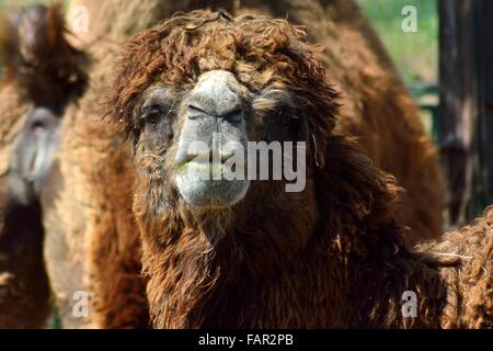 Baktrischen Kamel (Camelus Bactrianus) Porträt. Gebürtig aus Zentralasien direkt in die Kamera schaut Stockfoto