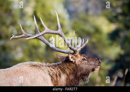 Königliche Elk standhaft in einem Winter-Feld Stockfoto