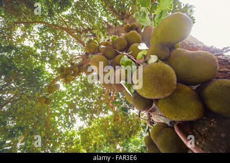 Jackfruit Baum voller Früchte. Bild mit Tiefenschärfe und Fokus auf Center. Stockfoto