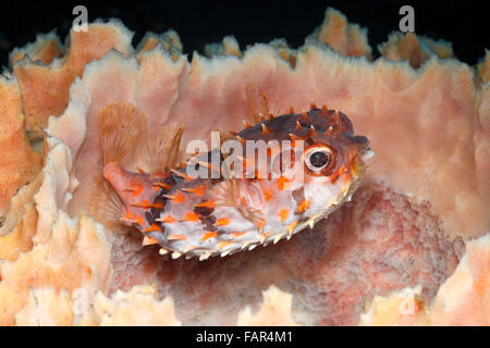 Eine kugelförmige Burrfish, auch bekannt als Birdbeak Burrfish oder Shortspine Porcupinefish, Cyclichthys orbicularis Stockfoto