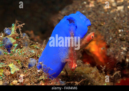 Viele Host oder Ghost oder Toothy Grundeln, Pleurosicya mossambica, bewacht die Eier auf einem ascidian oder tunicate. Steckverbinderpaar Fisch. Stockfoto