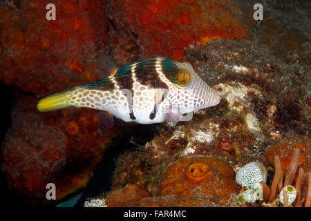 Valentinstag Kugelfisch, Canthigaster Valentini mit einem facial Tumor. Stockfoto