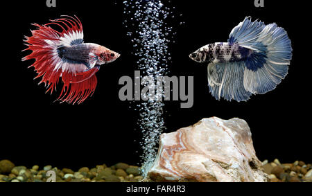 zwei Betta Fische, siamesische Kampffische im aquarium Stockfoto