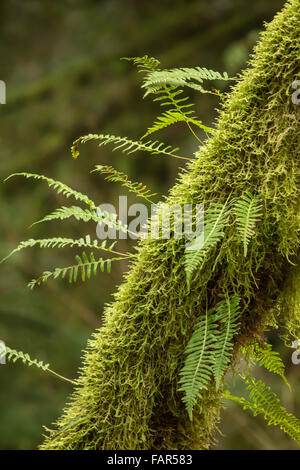 Moos bewachsenen Baum mit Lakritz Farne wachsen aus ihm heraus in der Nähe von Hobart, Washington, USA Stockfoto