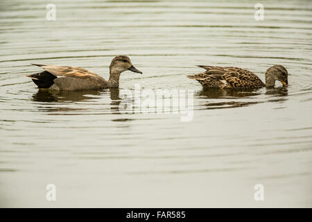 Männliche und weibliche Gadwall Enten schwimmen und Fütterung in Bower Slough in Ridgefield National Wildlife Refuge Stockfoto