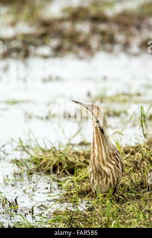 Amerikanische Rohrdommel in Ridgefield National Wildlife Refuge in Ridgefield, Washington, USA. Stockfoto