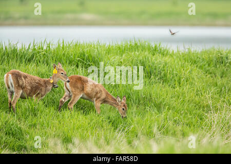 Kolumbianische weiß - angebundene Rotwild in Ridgefield National Wildlife Refuge in Ridgefield, Washington, USA. Stockfoto