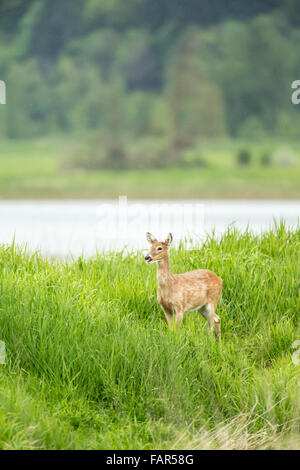 Kolumbianische weiß - angebundene Rotwild bei leichtem Regen in Ridgefield National Wildlife Refuge in Ridgefield, Washington, USA. Stockfoto