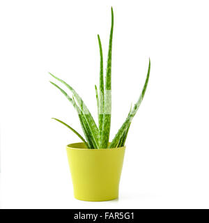 Aloe Vera in einem Topf Stockfoto