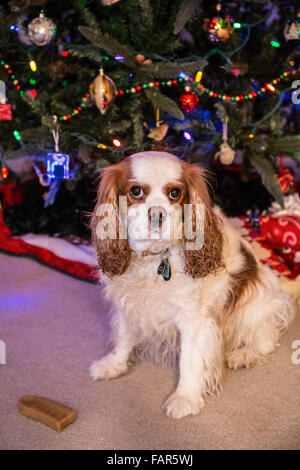 Mandy, ein Cavalier King Charles Spaniel, sitzen mit ihrem neuem Knochen durch den Weihnachtsbaum Stockfoto