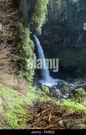 Ein hoch leistungsfähige Wasserfall in Silver Falls State Park in Oregon fließt über ein Regal von Felsen und durch eine tiefe Schlucht. Stockfoto