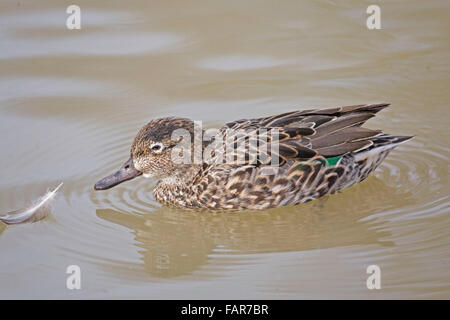 Weibliche eurasischen Teal, Anas Vogelarten Stockfoto