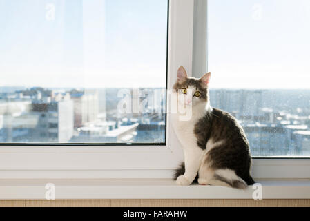 Porträt von Katze mit anderen Augen - blau und grün Stockfoto