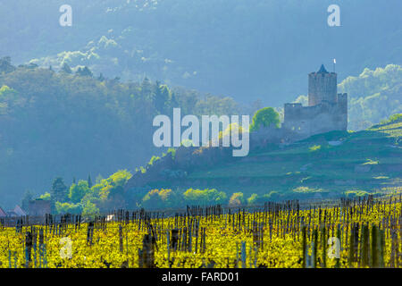 Weinberg und Burg von Kaysersberg in Kaysersberg, Frankreich Stockfoto