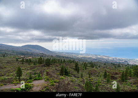 Kiefern wachsen auf Vulkanhanges, Teneriffa, Spanien Stockfoto