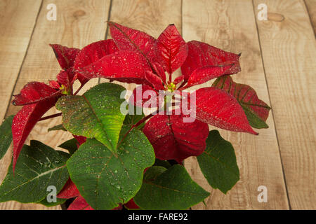 Weihnachtsstern ist eine traditionelle Weihnachten Blume. Es ist als Stern von Bethlehem in einigen Ländern bekannt. Blume im Topf stehen auf der c Stockfoto