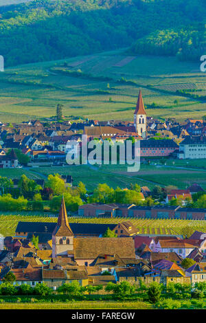 Weinberge rund um Städte von Kientzheim und Ammerschwihr, Frankreich Stockfoto