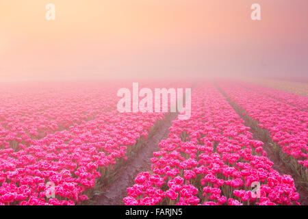 Bunte Tulpen in den Niederlanden, bei Sonnenaufgang an einem schönen nebligen Morgen fotografiert. Stockfoto