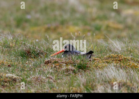 Eurasischen Austernfischer Haemantopus Ostralegus Erwachsenen sitzen Nest in Regen auf moorland Stockfoto