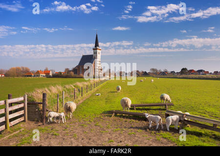 Die Kirche von Den Hoorn auf der Insel Texel in den Niederlanden an einem sonnigen Tag. Ein Feld mit Schafen und kleinen Lämmer in der her Stockfoto