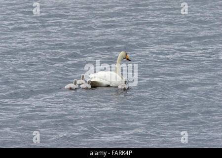 Whooper Schwan Cygnus Cygnus Erwachsener mit vier Cygnets schwimmen Stockfoto