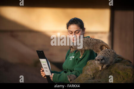 ZSL London Zoo, UK. 4. Januar 2016. Bewaffnet mit Klemmbrettern, Taschenrechner und Kameras, führen Tierpfleger im ZSL London Zoo die jährlichen Bestandsaufnahme. Eine Anforderung der ZSL London Zoo Lizenz der Jahresabschlussprüfung Tierpfleger dauert eine Woche in Anspruch und alle Informationen an Zoos auf der ganzen Welt über das internationale Arten Information System, wo es verwendet, um die weltweiten Zuchtprogramme für vom Aussterben bedrohte Tiere zu verwalten. Bildnachweis: Malcolm Park Leitartikel/Alamy Live-Nachrichten Stockfoto