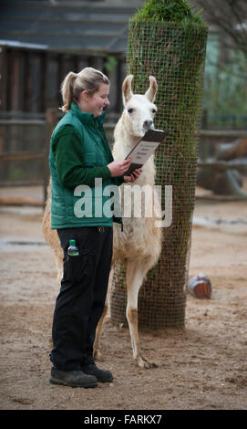 ZSL London Zoo, UK. 4. Januar 2016. Bewaffnet mit Klemmbrettern, Taschenrechner und Kameras, führen Tierpfleger im ZSL London Zoo die jährlichen Bestandsaufnahme. Eine Anforderung der ZSL London Zoo Lizenz der Jahresabschlussprüfung Tierpfleger dauert eine Woche in Anspruch und alle Informationen an Zoos auf der ganzen Welt über das internationale Arten Information System, wo es verwendet, um die weltweiten Zuchtprogramme für vom Aussterben bedrohte Tiere zu verwalten. Bildnachweis: Malcolm Park Leitartikel/Alamy Live-Nachrichten Stockfoto