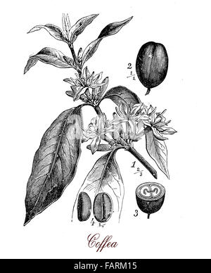 Vintage Print beschreibt Coffea (Kaffee-Pflanze) botanischen Morphologie: Blätter, Blüten und Beeren mit 2 Kaffeebohnen. Stockfoto