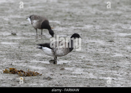 Brent Goose (blass-Bäuche) Branta Bernicula Hrota Erwachsene ernähren sich von Watten Stockfoto