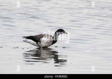 Brent Goose (blass-bellied) Branta Bernicula Hrota Fütterung im flachen Meerwasser Stockfoto