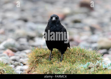 AAS-Krähe Corvus Corone Erwachsenen thront am Meeresstrand Stockfoto