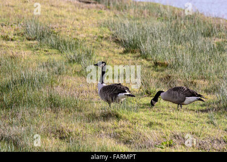 Kanadagans Branta Canadensis Erwachsenen paar Weiden Stockfoto