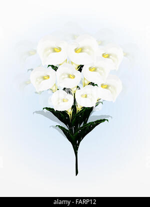 A schön Calla Lilien Blume im Bouquet, eine einfache und elegante Bouquet auf einem hellblauen Hintergrund Calla Lily sehr beliebt, E Stockfoto