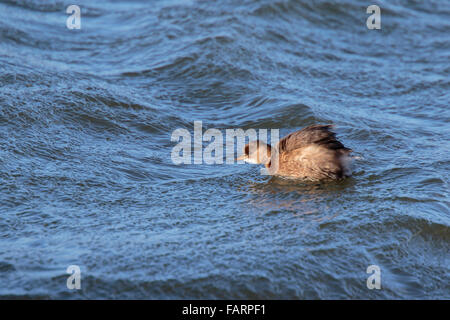 Wenig Grebe Tachybaptus Ruficollis Erwachsene-Zucht Gefieder schwimmen Stockfoto